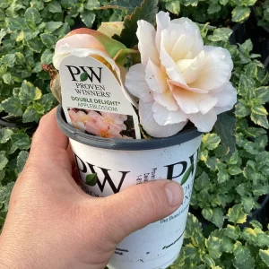 Begonia 'Double Delight Appleblossom' Live Plant - 4.5