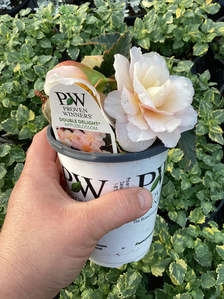 Begonia 'Double Delight Appleblossom' Live Plant - 4.5" Nursery Pot, Indoor/Outdoor - Image 8