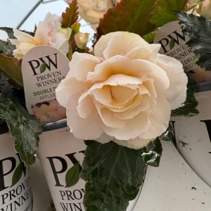 Begonia 'Double Delight Appleblossom' Live Plant - 4.5 inch Nursery Pot - Indoor/Outdoor - Image 9