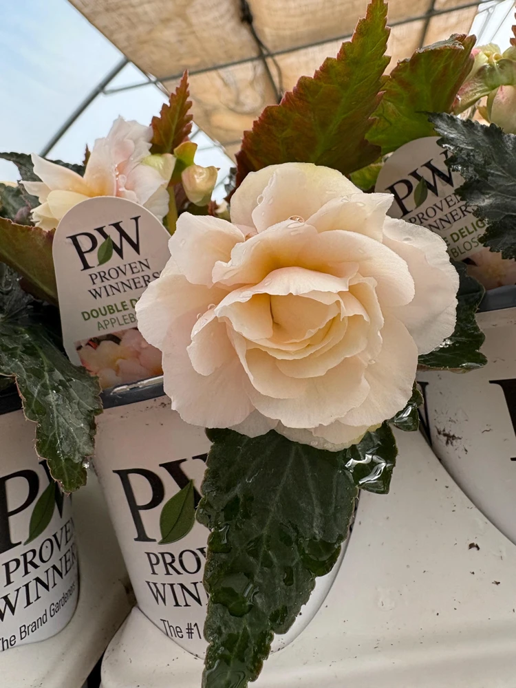 Begonia 'Double Delight Appleblossom' Live Plant - 4.5" Nursery Pot, Indoor/Outdoor - Image 9