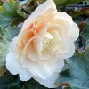 Begonia 'Double Delight Appleblossom' Live Plant - 4.5 inch Nursery Pot - Indoor/Outdoor - Image 1
