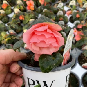 Begonia Double Delight Blush Rose Live Plant 4.5 inch Pot - Image 10
