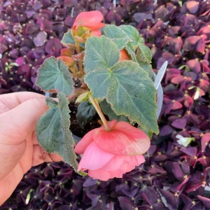 Begonia Double Delight Blush Rose Live Plant 4.5 inch Pot - Image 11