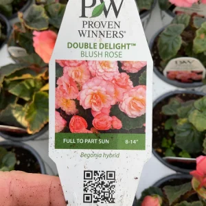 Begonia Double Delight Blush Rose Live Plant 4.5 inch Pot - Image 12