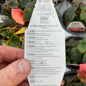 Begonia Double Delight Blush Rose Live Plant 4.5 inch Pot - Image 13