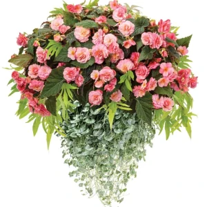 Begonia Double Delight Blush Rose Live Plant 4.5 inch Pot - Image 2