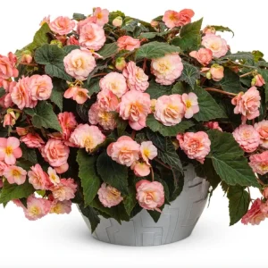 Begonia Double Delight Blush Rose Live Plant 4.5 inch Pot - Image 3