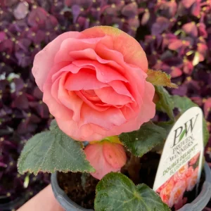 Begonia Double Delight Blush Rose Live Plant 4.5 inch Pot - Image 4