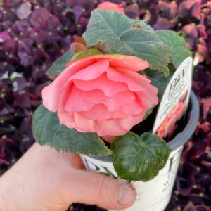 Begonia Double Delight Blush Rose Live Plant 4.5 inch Pot - Image 5