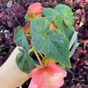 Begonia Double Delight Blush Rose Live Plant 4.5 inch Pot - Image 6