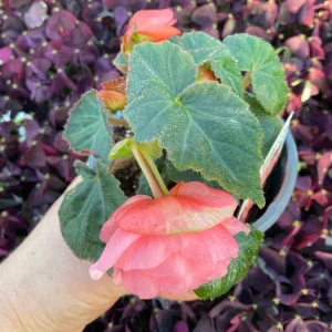 Begonia Double Delight Blush Rose Live Plant 4.5 inch Pot - Image 7