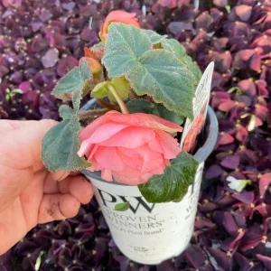 Begonia Double Delight Blush Rose Live Plant 4.5 inch Pot - Image 8