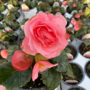 Begonia Double Delight Blush Rose Live Plant 4.5 inch Pot - Image 9