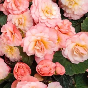 Begonia Double Delight Blush Rose Live Plant 4.5 inch Pot - Image 1