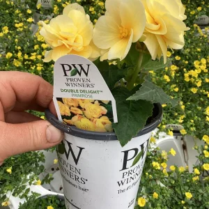 Begonia 'Double Delight Primrose' Live Plant - 4.5