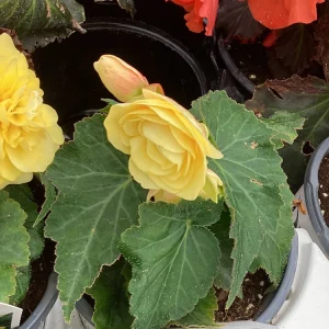 Begonia 'Double Delight Primrose' Live Plant - 4.5