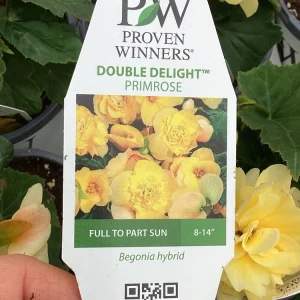 Begonia 'Double Delight Primrose' Live Plant - 4.5