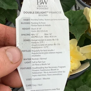 Begonia 'Double Delight Primrose' Live Plant - 4.5