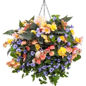 Begonia 'Double Delight Primrose' Live Plant - 4.5