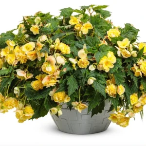 Begonia 'Double Delight Primrose' Live Plant - 4.5
