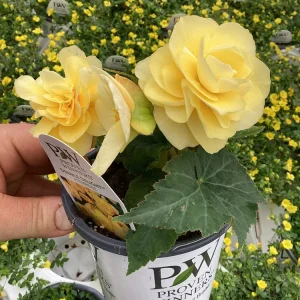 Begonia 'Double Delight Primrose' Live Plant - 4.5