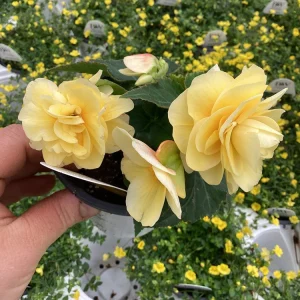 Begonia 'Double Delight Primrose' Live Plant - 4.5
