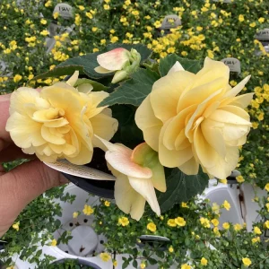 Begonia 'Double Delight Primrose' Live Plant - 4.5