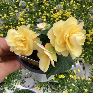 Begonia 'Double Delight Primrose' Live Plant - 4.5