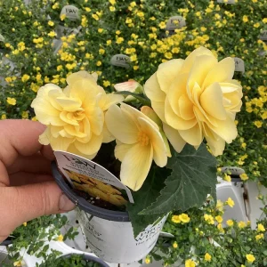 Begonia 'Double Delight Primrose' Live Plant - 4.5