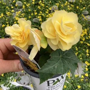 Begonia 'Double Delight Primrose' Live Plant - 4.5