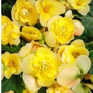 Begonia 'Double Delight Primrose' Live Plant - 4.5