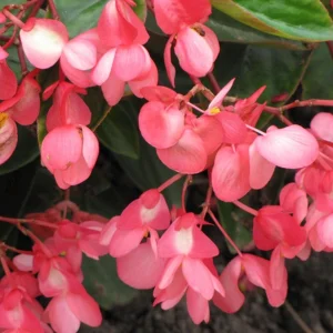 Begonia Dragon Wing Pink Live Plant – 4.5 inch Pot – Indoor/Outdoor - Image 2