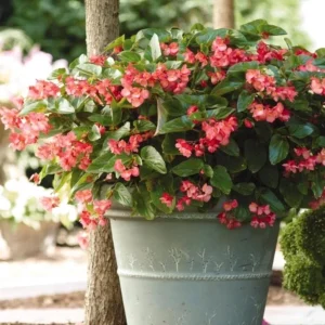 Begonia Dragon Wing Pink Live Plant – 4.5 inch Pot – Indoor/Outdoor - Image 3