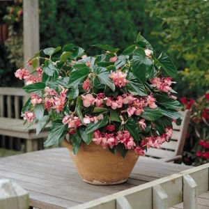 Begonia Dragon Wing Pink Live Plant – 4.5 inch Pot – Indoor/Outdoor - Image 4