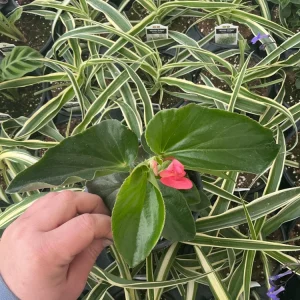 Begonia Dragon Wing Pink Live Plant – 4.5 inch Pot – Indoor/Outdoor - Image 5