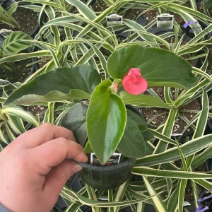 Begonia Dragon Wing Pink Live Plant – 4.5 inch Pot – Indoor/Outdoor - Image 6