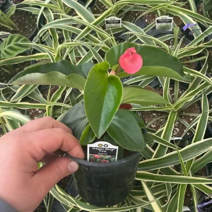 Begonia Dragon Wing Pink Live Plant – 4.5 inch Pot – Indoor/Outdoor - Image 7