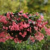 Begonia Dragon Wing Pink Live Plant – 4.5 inch Pot – Indoor/Outdoor - Image 1