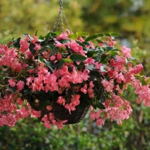 Begonia Dragon Wing Pink Live Plant – 4.5 inch Pot – Indoor/Outdoor - Image 1