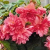 Begonia 'Funky Pink' Live Plant - 4.5" Pot - Indoor/Outdoor - Image 1