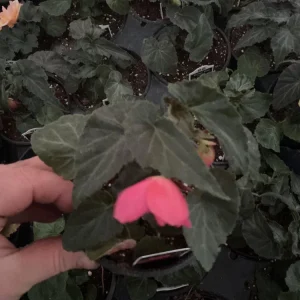 Begonia 'Funky Pink' Live Plant - 4.5