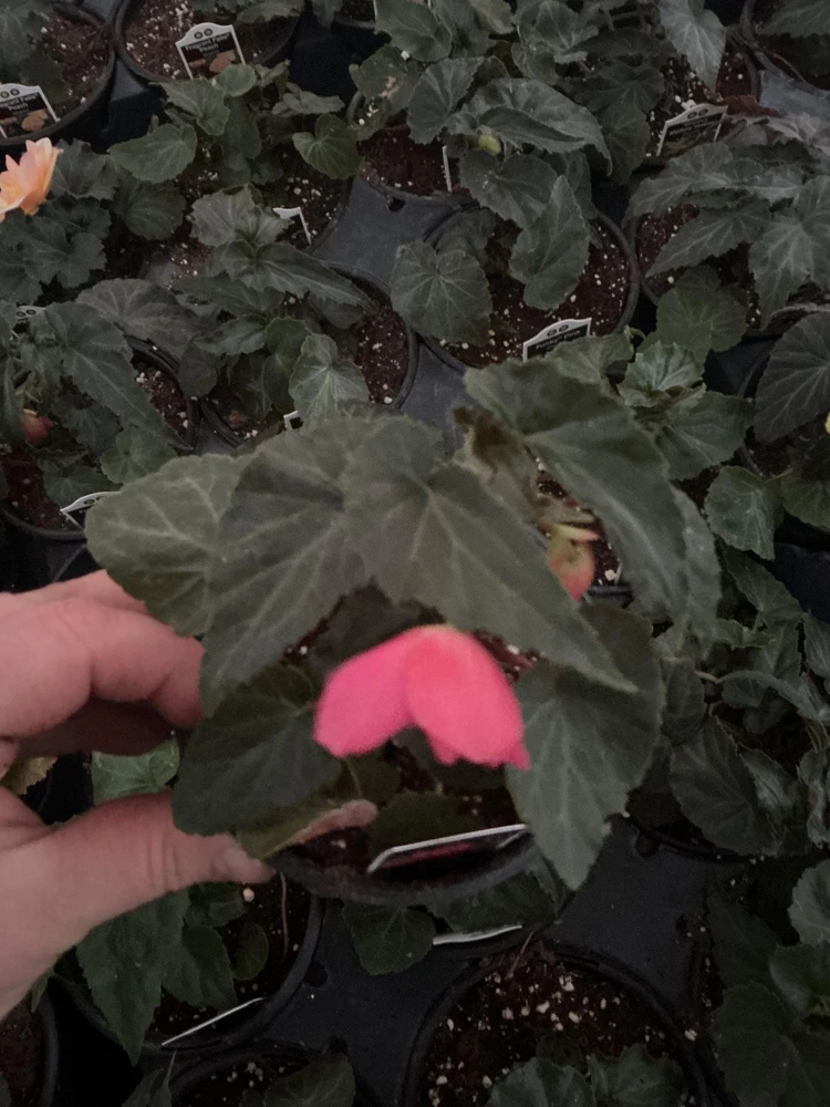Begonia 'Funky Pink' Live Plant - 4.5" Pot - Indoor/Outdoor - Image 11