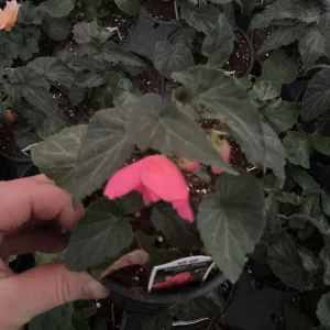 Begonia 'Funky Pink' Live Plant - 4.5