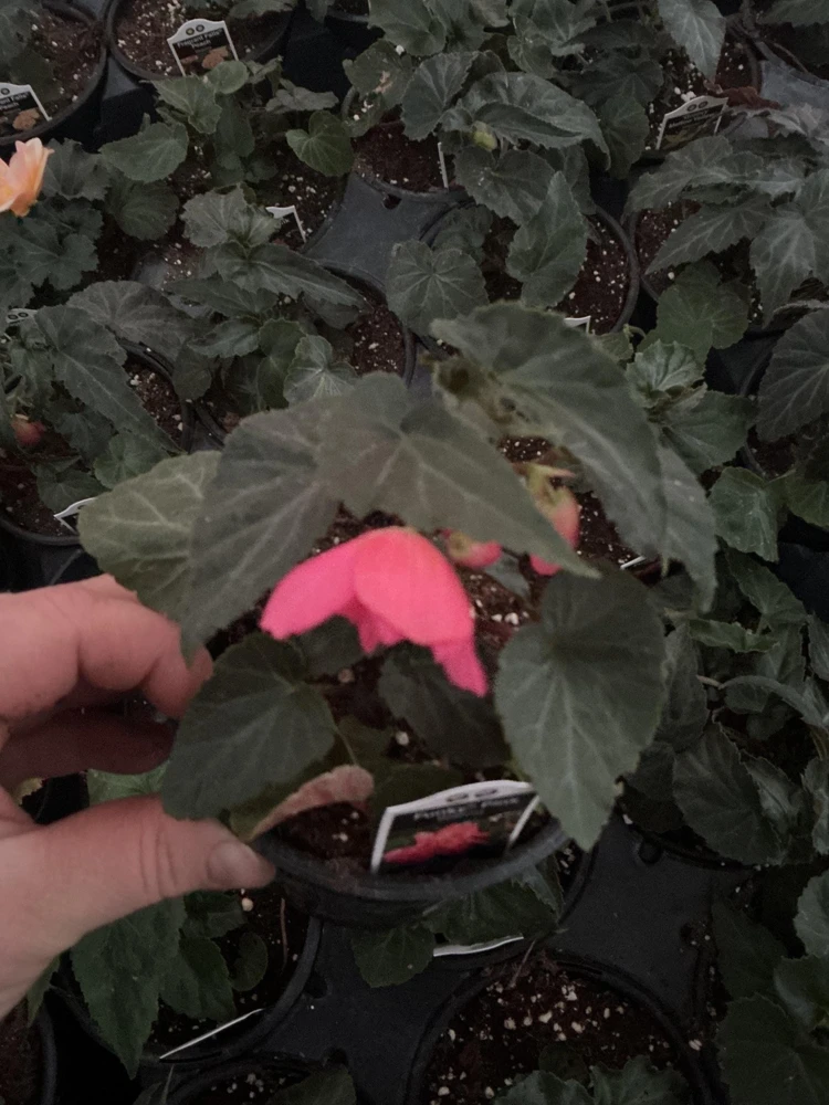 Begonia 'Funky Pink' Live Plant - 4.5" Pot - Indoor/Outdoor - Image 12
