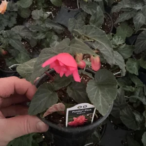 Begonia 'Funky Pink' Live Plant - 4.5
