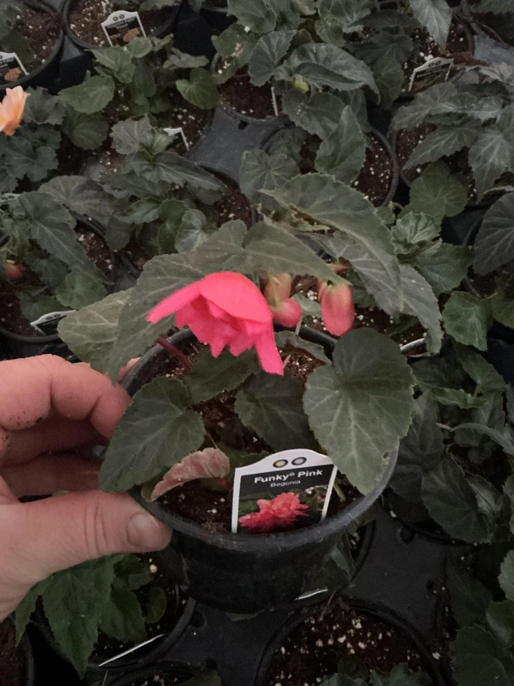 Begonia 'Funky Pink' Live Plant - 4.5" Pot - Indoor/Outdoor - Image 13