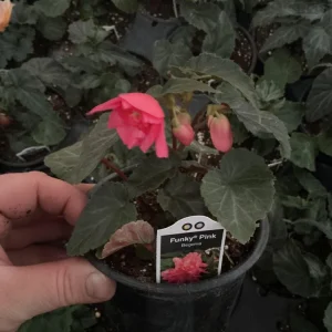 Begonia 'Funky Pink' Live Plant - 4.5