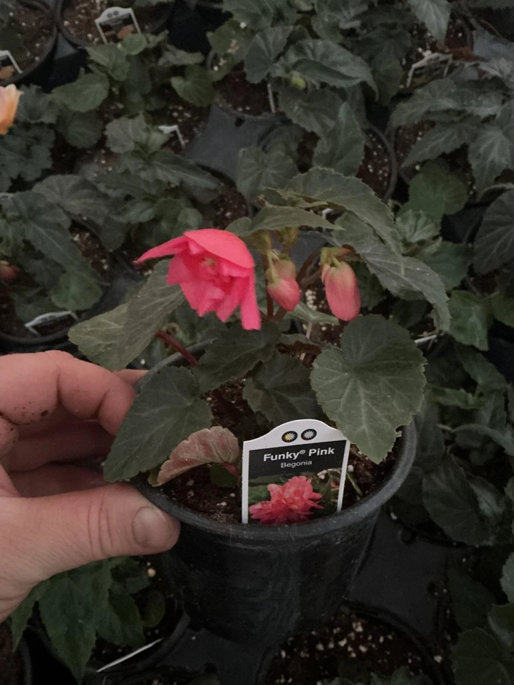 Begonia 'Funky Pink' Live Plant - 4.5" Pot - Indoor/Outdoor - Image 14