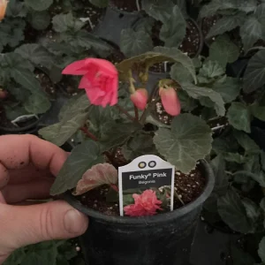 Begonia 'Funky Pink' Live Plant - 4.5