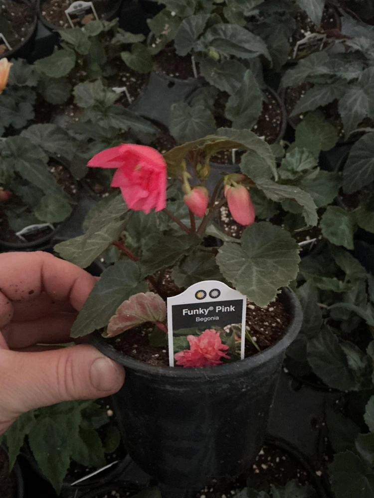 Begonia 'Funky Pink' Live Plant - 4.5" Pot - Indoor/Outdoor - Image 15